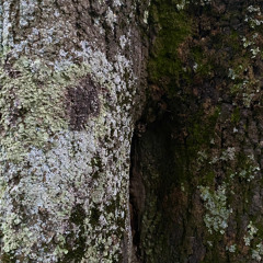 MISSKAT - Intra