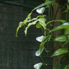 Extans Mantra (環境) Vol. 1 (SNIPPETS)