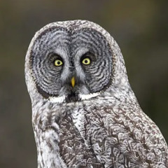 Great Grey Owl by a forest stream
