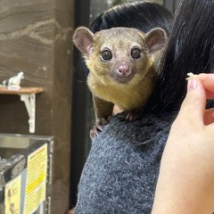 발라드