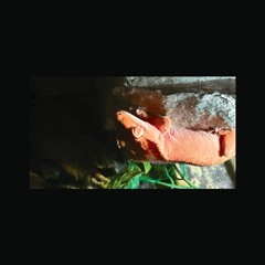 scales_20211104