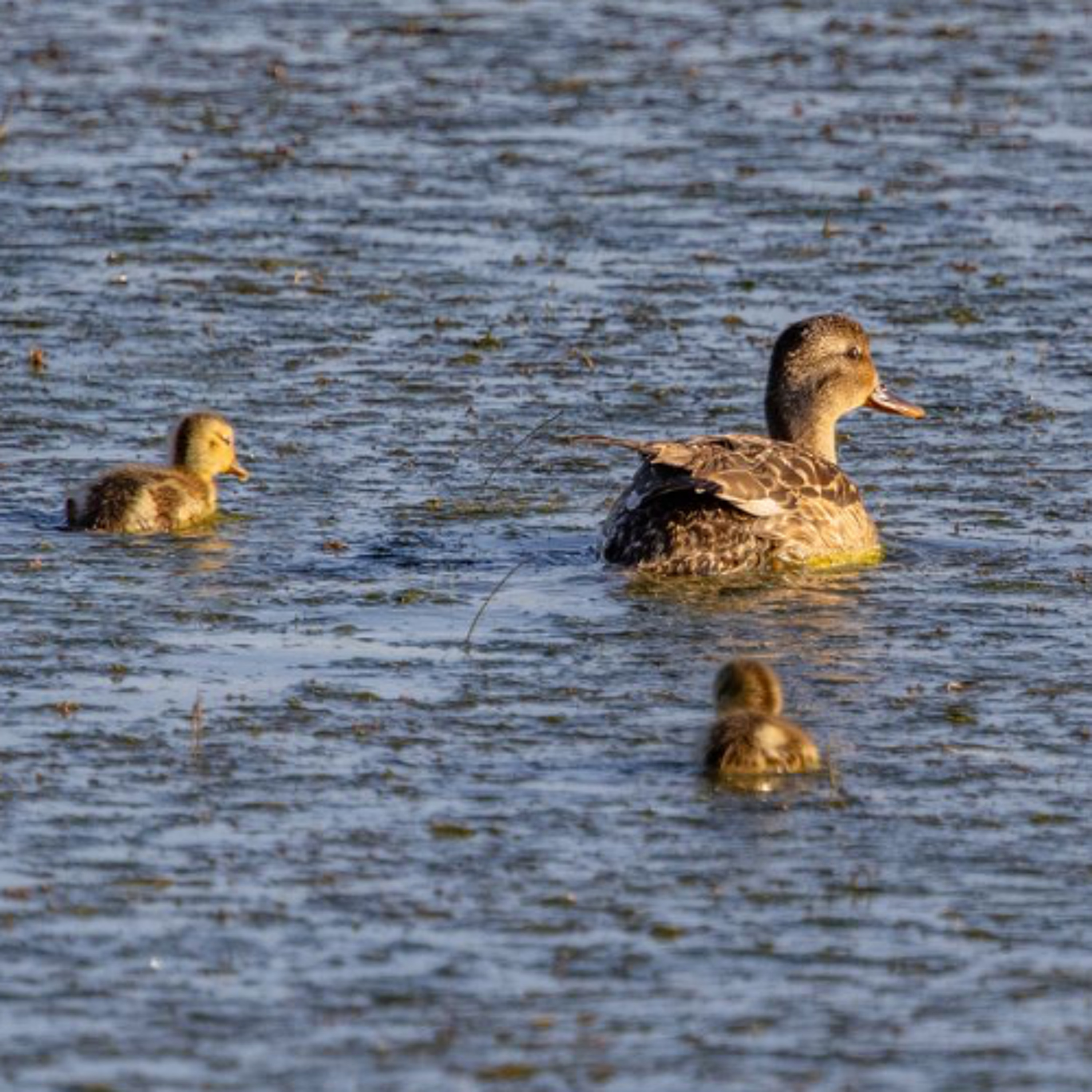 E517 - Funding the Future: Inside California Waterfowl Association with Scott Mueller E517 - Funding the Future: Inside California Waterfowl Association with Scott Mueller