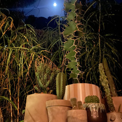 sumbirds at a creek in a synth