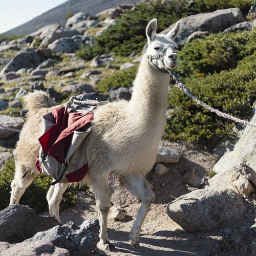 Party Sahne x I told You Once