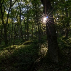 Oak woodland, redstart with pied flycatcher - SW England