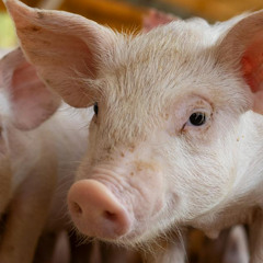 Reapariția pestei porcine în Spania zguduie piața europeană a cărnii