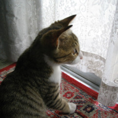 クリスマスライト_Demo Ver.(Christmas Lights_Demo Ver.)