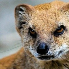 Mangouste Salutations Nocturnes Freestyle