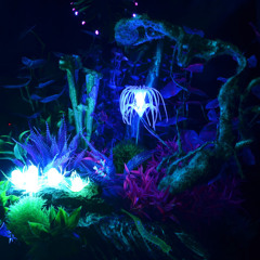 Celestial Citizen (prod godark)