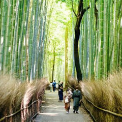 Review Special Price Kyoto Arashiyama Walking Tour Bamboo Monkeys Temple Secrets