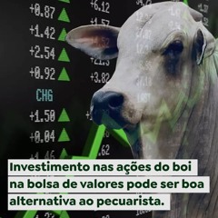 Investimento nas ações do boi na bolsa de valores pode ser boa alternativa ao pecuarista