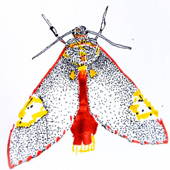 Psychopompόs: Tiger moth