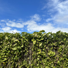 Glorilla Yeah Glo Drgnfli The Fall