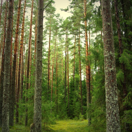 ERROR405 / Live At Morin-Heights