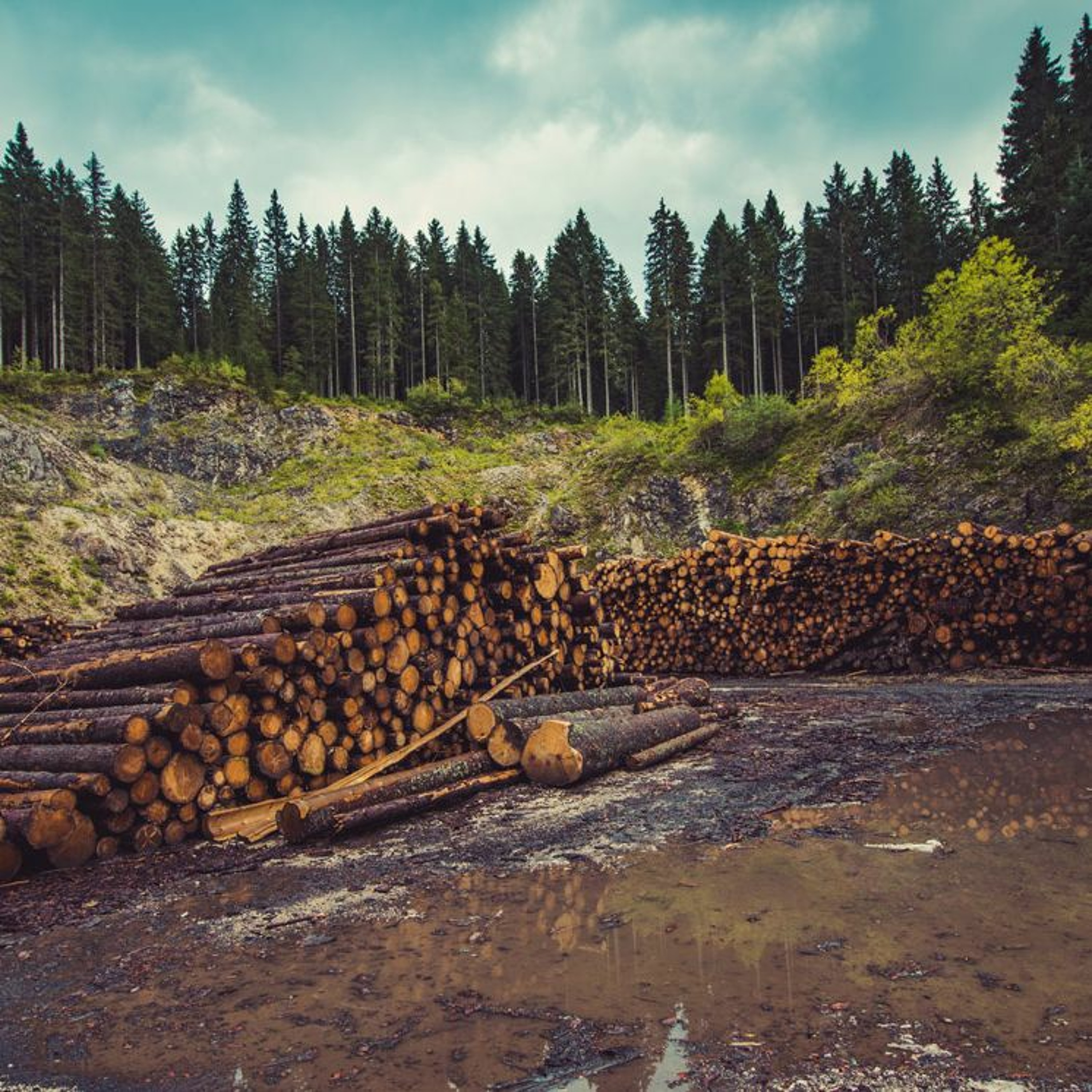 EU Passes Deforestation-Free Products Legislation, An Introduction to Queer Ecology and more episode artwork