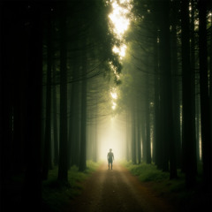 Between the Trees