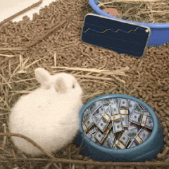 Rabbit (prod. saint)