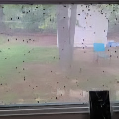 A window full of flies ( Lyrics and Vocals by Jess Johnson Music by bonnieroger)