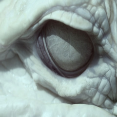 Mmollyangell - dead sagittarius