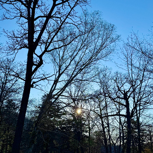 Birds Singing in the Morning Forest