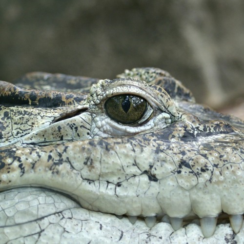 Gatormix01