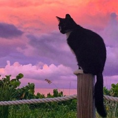 lofi beats for walter to study to