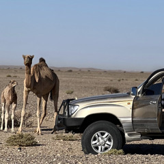 ‎⁨محمد مشعجل يا مهاجر بطيء⁩.m4a