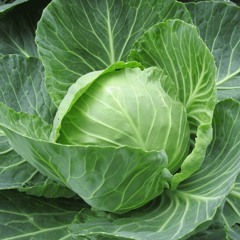 Blatant Cabbage