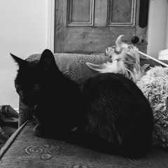 Purr