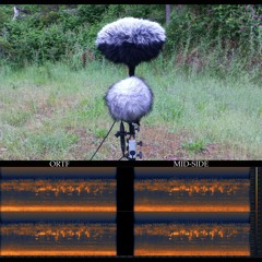 ORTF and Mid-Side (Parallel Recordings). 4. Grey Shrike-thrushes at Dawn.