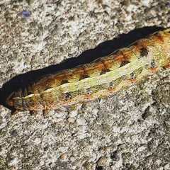 Lonely Caterpillar (AudioSubtitles/QB Bills)