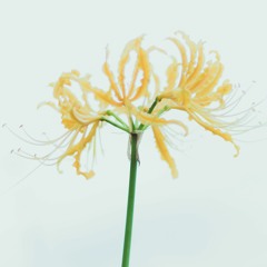 彼岸花