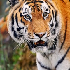 MIX DJ TIGRE MARRONEO MIX 2021 2K21 SEP