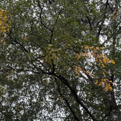 Birch Leaves Turning