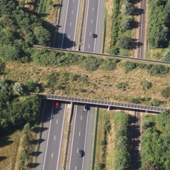 #35 Het ecoduct: een viaduct voor dieren