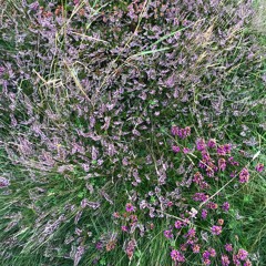 a gesture of goodwill