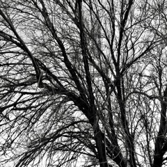 Return of Apollo. (Prod. Musikal)