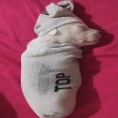 SPLIFLORT - THORNS (ALGAE BLOOM SAMPLE)