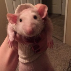Rat Outfitters Inc. - Be the rat fuck you think you are