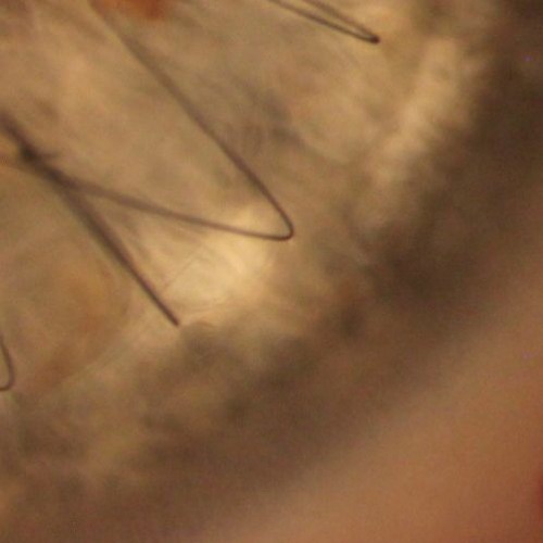 BISQUE 2023 SAMPLE CHALLENGE (LINK IN DESC)