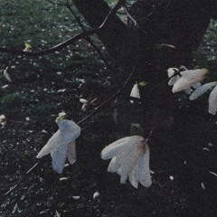 MAGNOLIA (w/jaer)