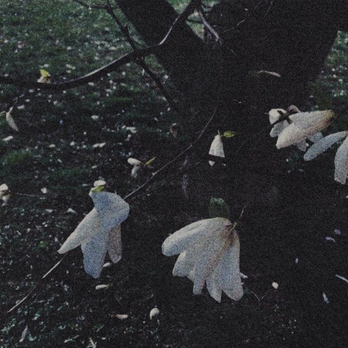 MAGNOLIA (w/jaer)
