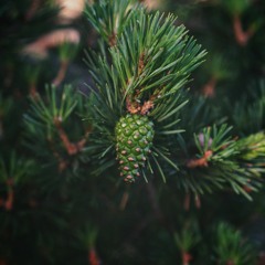 Sound of wind through pine leaves