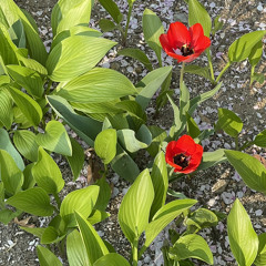 Sunny side of the street_kittysy