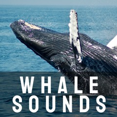 Whale Sound