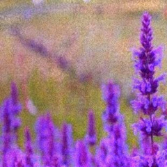 Purple Haze (slowed to perfection)