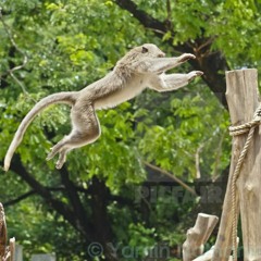 Afro UK drill type beat "The jungle" - Kap productions