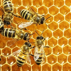 BUMBLE RAP