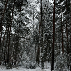 Vasil - 8 Porzent (DieterDopamin Remix)