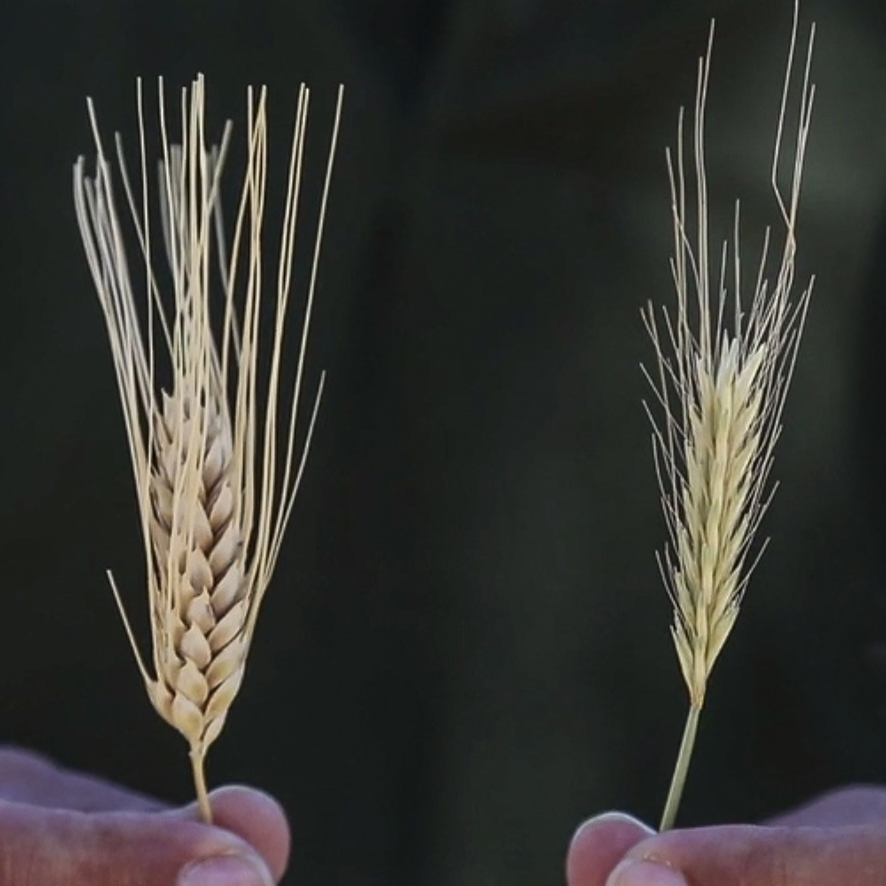 Wheat vs Tares episode artwork